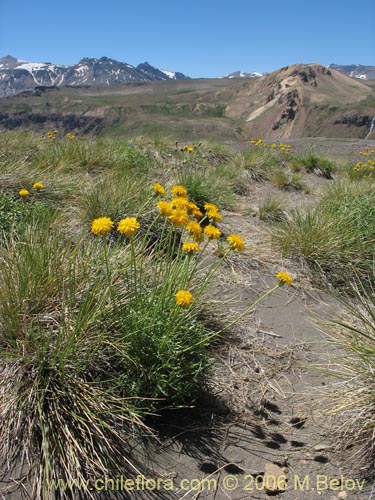 Imágen de Hypochoeris sp. #1878 (). Haga un clic para aumentar parte de imágen.