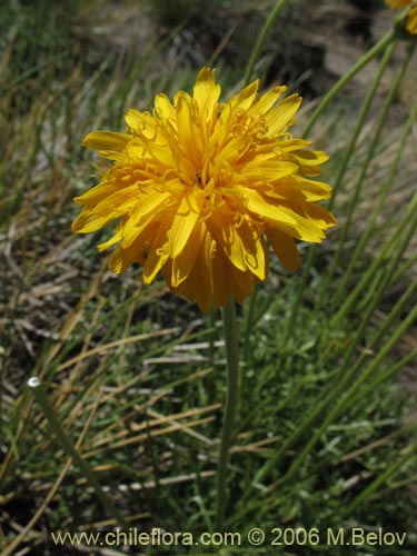 Imágen de Hypochoeris sp. #1878 (). Haga un clic para aumentar parte de imágen.