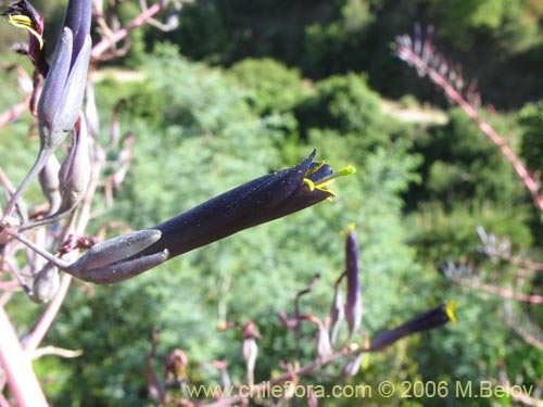Puya coerulea var. monteroana의 사진