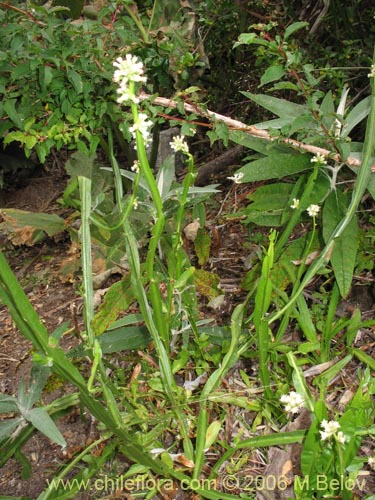 Imágen de Baccharis sagittalis (Verbena de tres esquinas). Haga un clic para aumentar parte de imágen.