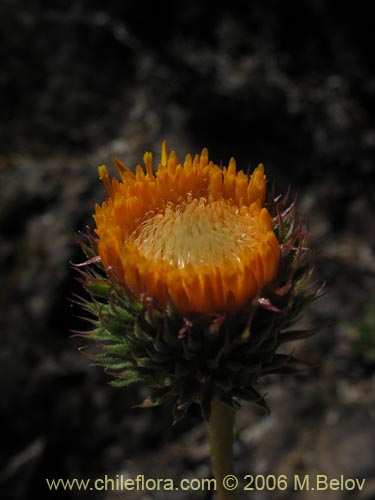 Imágen de Haplopappus sp. #7583 (haplopappus). Haga un clic para aumentar parte de imágen.