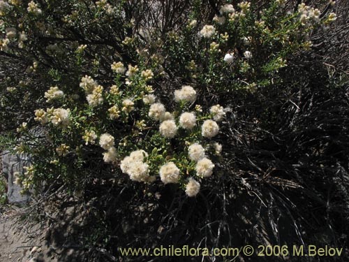 Imágen de Baccharis rhomboidalis (baccharis L.Maule). Haga un clic para aumentar parte de imágen.