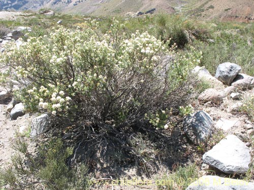 Imágen de Baccharis rhomboidalis (baccharis L.Maule). Haga un clic para aumentar parte de imágen.