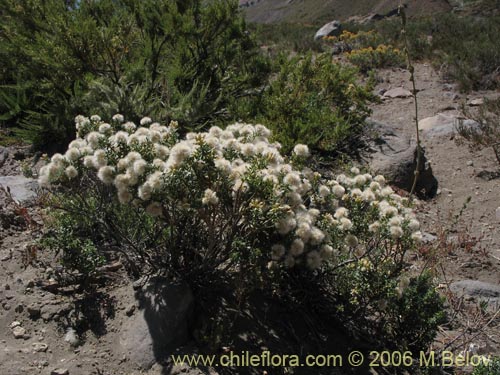 Imágen de Baccharis rhomboidalis (baccharis L.Maule). Haga un clic para aumentar parte de imágen.