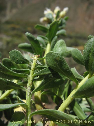 Imágen de Baccharis rhomboidalis (baccharis L.Maule). Haga un clic para aumentar parte de imágen.