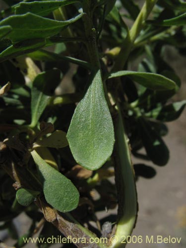 Imágen de Baccharis rhomboidalis (baccharis L.Maule). Haga un clic para aumentar parte de imágen.