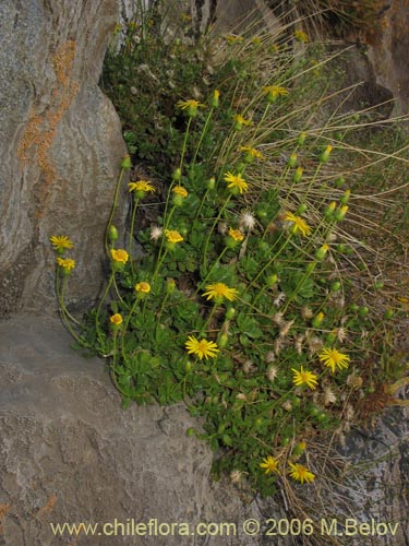 Imágen de Haplopappus sp. #1493 (). Haga un clic para aumentar parte de imágen.