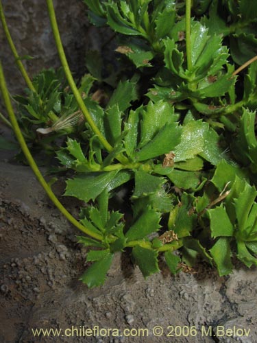 Haplopappus sp. #1493의 사진