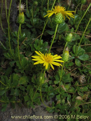 Image of Haplopappus sp. #1493 (). Click to enlarge parts of image.