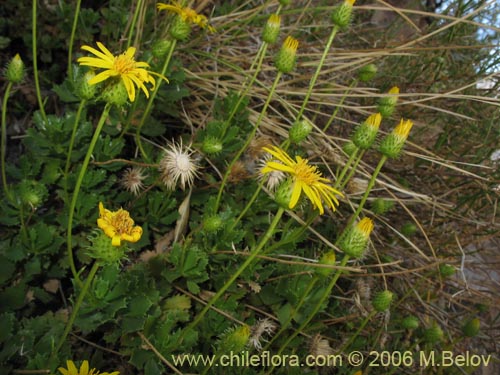 Bild von Haplopappus sp. #1493 (). Klicken Sie, um den Ausschnitt zu vergrössern.