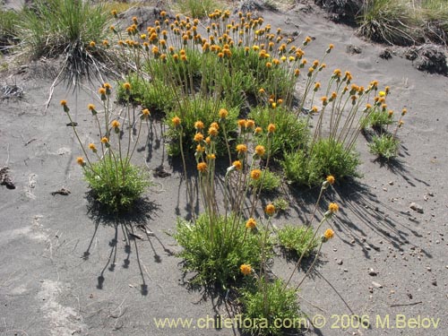 Imágen de Hypochoeris sp. #1878 (). Haga un clic para aumentar parte de imágen.