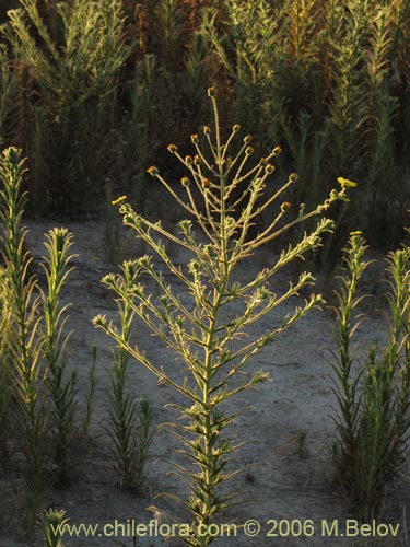 Bild von Madia sp. #2431 (). Klicken Sie, um den Ausschnitt zu vergrössern.