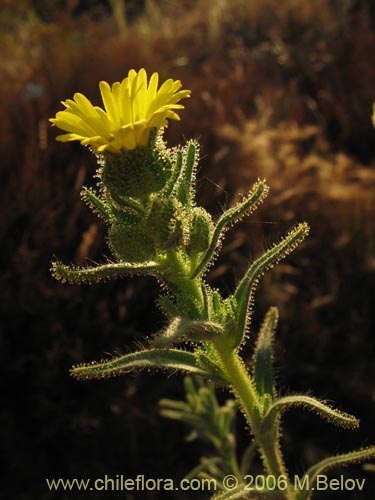 Bild von Madia sp. #2431 (). Klicken Sie, um den Ausschnitt zu vergrössern.