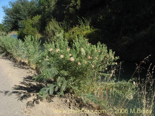 Imágen de Pluchea absinthioides (Brea / Chilquilla / Soroma / Peril). Haga un clic para aumentar parte de imágen.