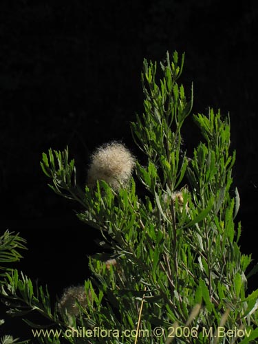 Imágen de Pluchea absinthioides (Brea / Chilquilla / Soroma / Peril). Haga un clic para aumentar parte de imágen.