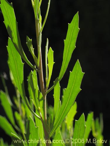 Imágen de Pluchea absinthioides (Brea / Chilquilla / Soroma / Peril). Haga un clic para aumentar parte de imágen.