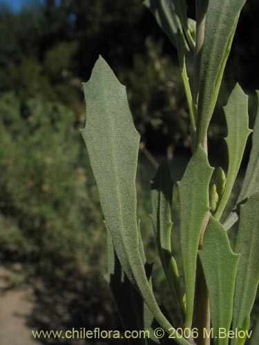 Image of Pluchea absinthioides (Brea / Chilquilla / Soroma / Peril). Click to enlarge parts of image.