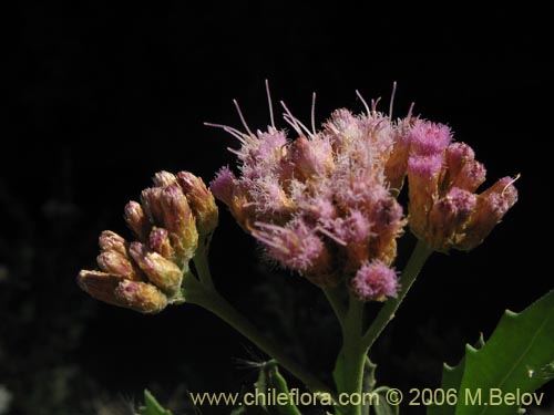 Image of Pluchea absinthioides (Brea / Chilquilla / Soroma / Peril). Click to enlarge parts of image.