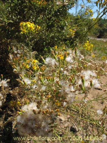 Фотография Senecio eruciformis (Senecio de cordillera). Щелкните, чтобы увеличить вырез.