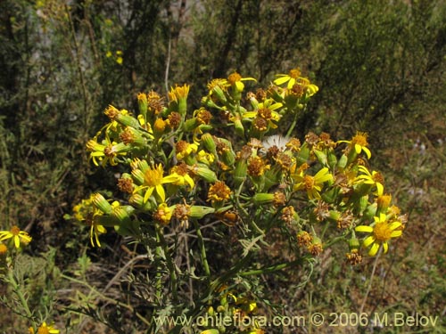 Imágen de Senecio eruciformis (Senecio de cordillera). Haga un clic para aumentar parte de imágen.