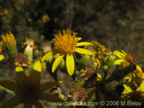 Senecio eruciformisの写真