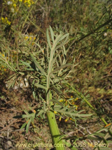 Imágen de Senecio eruciformis (Senecio de cordillera). Haga un clic para aumentar parte de imágen.