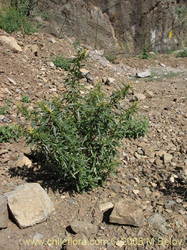 Imágen de Xanthium spinosum (Cepacaballo / Abrojo / Clonqui). Haga un clic para aumentar parte de imágen.