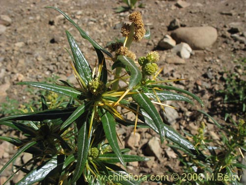 Imágen de Xanthium spinosum (Cepacaballo / Abrojo / Clonqui). Haga un clic para aumentar parte de imágen.