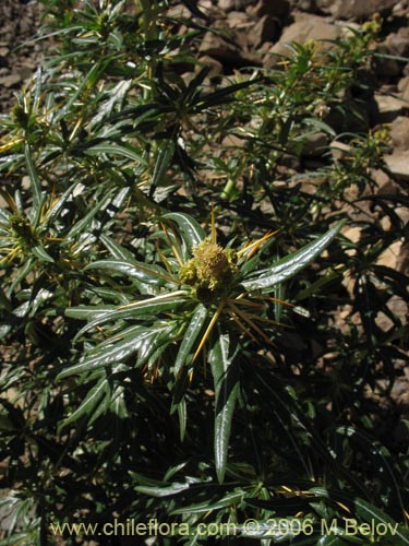 Imágen de Xanthium spinosum (Cepacaballo / Abrojo / Clonqui). Haga un clic para aumentar parte de imágen.