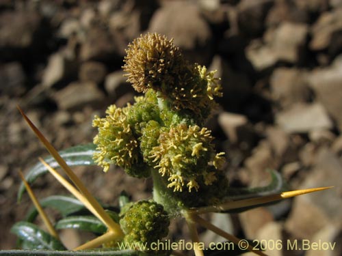 Imágen de Xanthium spinosum (Cepacaballo / Abrojo / Clonqui). Haga un clic para aumentar parte de imágen.