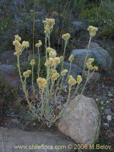 Imágen de Gnaphalium sp. #1582 (). Haga un clic para aumentar parte de imágen.