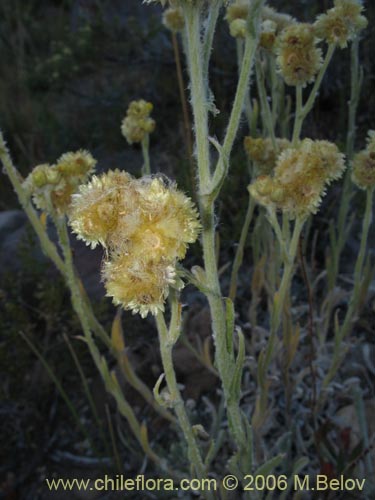 Imágen de Gnaphalium sp. #1582 (). Haga un clic para aumentar parte de imágen.