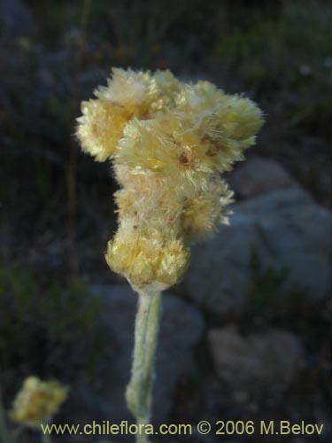 Imágen de Gnaphalium sp. #1582 (). Haga un clic para aumentar parte de imágen.