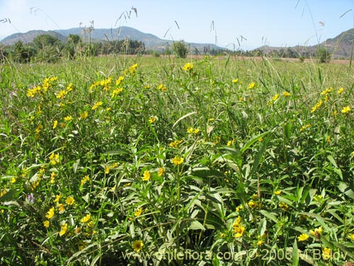 Imágen de Asteraceae sp. #1882 (). Haga un clic para aumentar parte de imágen.