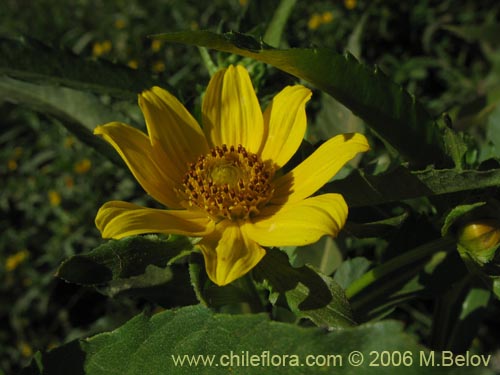 Imágen de Asteraceae sp. #1882 (). Haga un clic para aumentar parte de imágen.