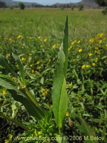 Imágen de Asteraceae sp. #1882 (). Haga un clic para aumentar parte de imágen.