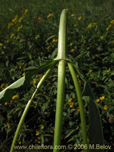 Imágen de Asteraceae sp. #1882 (). Haga un clic para aumentar parte de imágen.