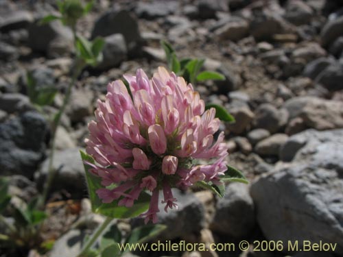 Bild von Trifolium sp. #1554 (Trebol rosado / Trebol morado / Trebol de prado). Klicken Sie, um den Ausschnitt zu vergrössern.