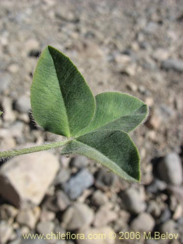 Bild von Trifolium sp. #1554 (Trebol rosado / Trebol morado / Trebol de prado). Klicken Sie, um den Ausschnitt zu vergrössern.