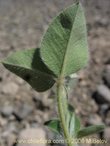 Bild von Trifolium sp. #1554 (Trebol rosado / Trebol morado / Trebol de prado). Klicken Sie, um den Ausschnitt zu vergrössern.