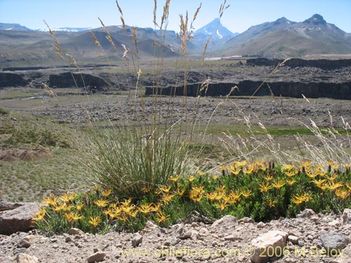 Imágen de Mutisia linearifolia (Clavel del campo). Haga un clic para aumentar parte de imágen.