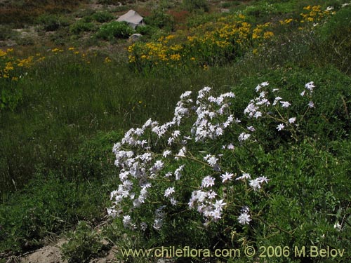 Leucheria gilliesii的照片