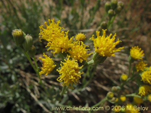 Imágen de Senecio sp. #1578 (). Haga un clic para aumentar parte de imágen.