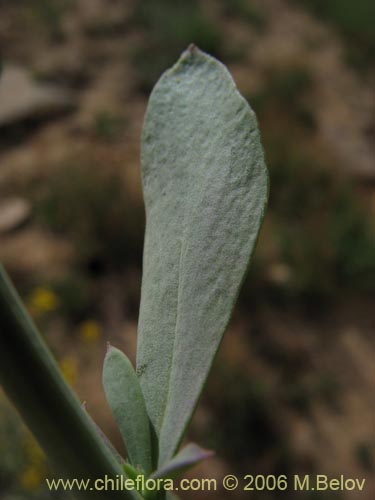 Imágen de Senecio sp. #1578 (). Haga un clic para aumentar parte de imágen.