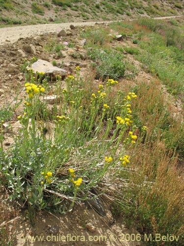 Imágen de Senecio sp. #1578 (). Haga un clic para aumentar parte de imágen.