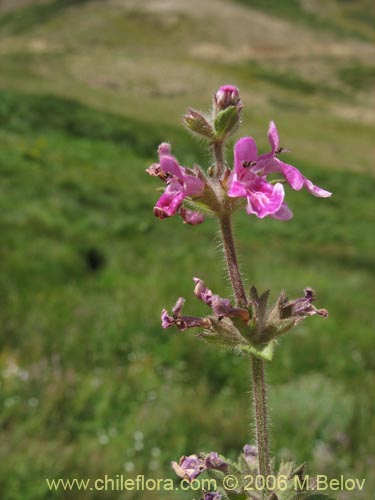 Imágen de Stachys sp. #1558 (). Haga un clic para aumentar parte de imágen.