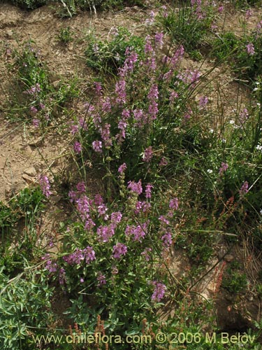 Imágen de Stachys sp. #1558 (). Haga un clic para aumentar parte de imágen.