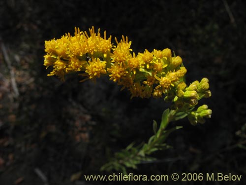 Imágen de Solidago chilensis (Fulel). Haga un clic para aumentar parte de imágen.