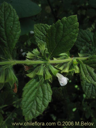 Bild von Stachys sp. #3032 (). Klicken Sie, um den Ausschnitt zu vergrössern.