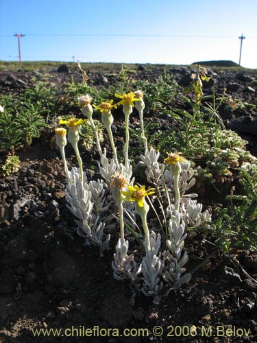 Senecio poeppigii的照片